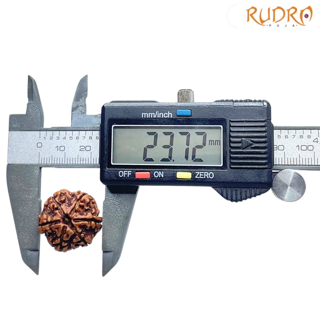 6 Mukhi Nepal Rudraksha (23.72 MM)