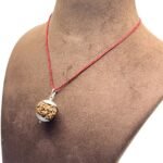 6 Mukhi Nepal Rudraksha With Silver Capping (20.23 Mm)