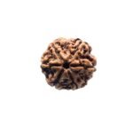 6 Mukhi Rudraksha Nepal (20.21 Mm)