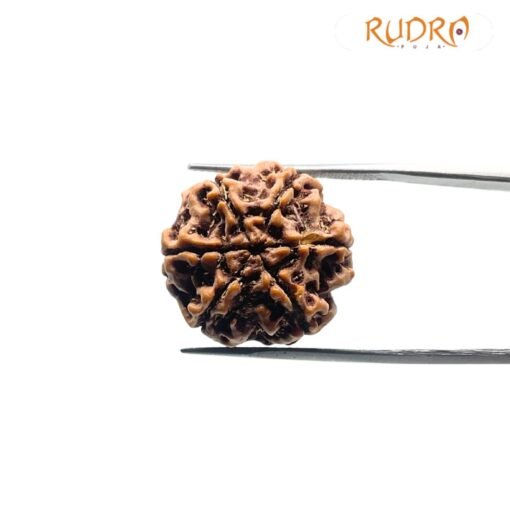 6 Mukhi Rudraksha Nepal (20.21 Mm)