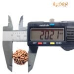 6 Mukhi Rudraksha Nepal (20.21 Mm)