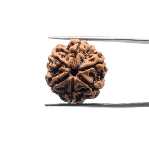 6 Mukhi Rudraksha Nepal (20.21 Mm)