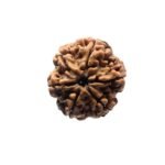 6 Mukhi Rudraksha Nepal - (20.71 Mm)