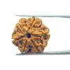 6 Mukhi Rudraksha 20.45 Mm