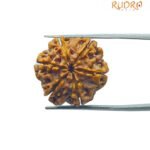 6 mukhi rudraksha 20.45 mm