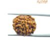 6 Mukhi Rudraksha 20.45 Mm