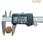 6 Mukhi Rudraksha 20.45 Mm