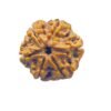 6 Mukhi Rudraksha 20.45 Mm