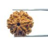 6 Mukhi Rudraksha 21.00 Mm