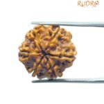 6 mukhi rudraksha 21.00 mm