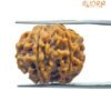 6 Mukhi Rudraksha 21.00 Mm