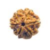 6 Mukhi Rudraksha 21.00 Mm