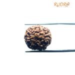 7 Mukhi Indonesian Rudraksha (17.59 Mm)