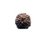 7 Mukhi Indonesian Rudraksha (17.59 Mm)