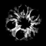 7 Mukhi Indonesian Rudraksha (17.94 Mm) 7 7 Mukhi Indonesian Rudraksha (17.94 Mm)