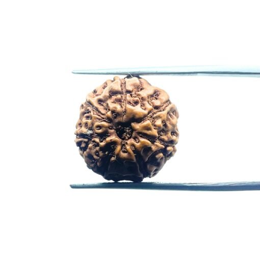 7 Mukhi Indonesian Rudraksha (17.95 Mm)