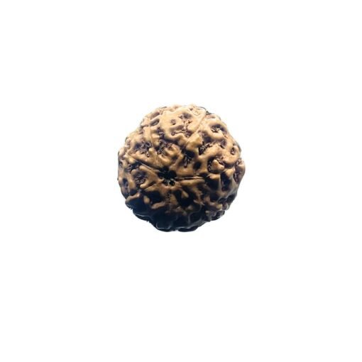 7 Mukhi Indonesian Rudraksha (17.95 Mm)