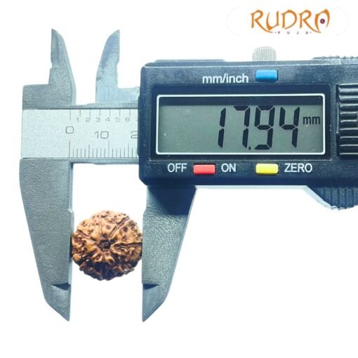 7 Mukhi Indonesian Rudraksha (17.95 Mm)