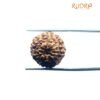 7 Mukhi Indonesian Rudraksha (17.95 Mm)