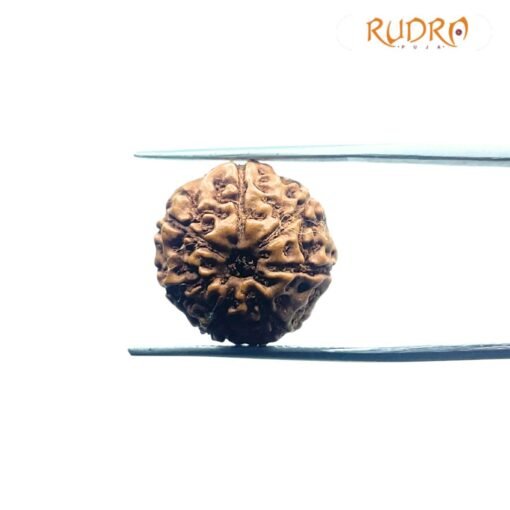 7 Mukhi Indonesian Rudraksha (17.95 Mm)
