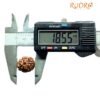 7 Mukhi Indonesian Rudraksha (18.55 Mm)