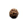 7 Mukhi Indonesian Rudraksha (18.55 Mm)