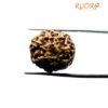 7 Mukhi Indonesian Rudraksha (18.55 Mm)