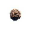 7 Mukhi Indonesian Rudraksha (18.64 Mm)