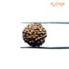 7 Mukhi Indonesian Rudraksha (18.64 Mm)