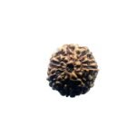 7 Mukhi Indonesian Rudraksha (19.16 Mm)