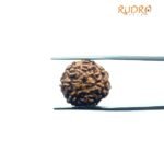7 Mukhi Indonesian Rudraksha (19.16 Mm)