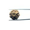 7 Mukhi Nepal Rudraksha (22.69 Mm)