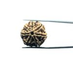 7 Mukhi Rudraksh Nepal 23.74 MM