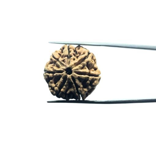 7 Mukhi Rudraksh Nepal 23.74 Mm