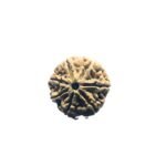7 Mukhi Rudraksh Nepal 23.74 Mm