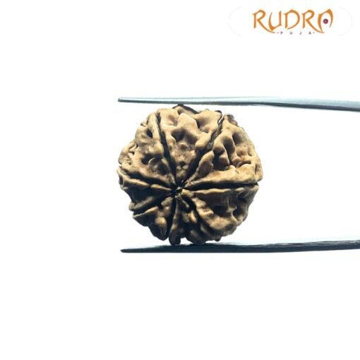 7 Mukhi Rudraksh Nepal 23.74 Mm
