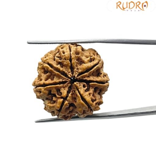 7 Mukhi Rudraksha 24.36 mm