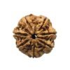 7 Mukhi Rudraksha 24.36 Mm