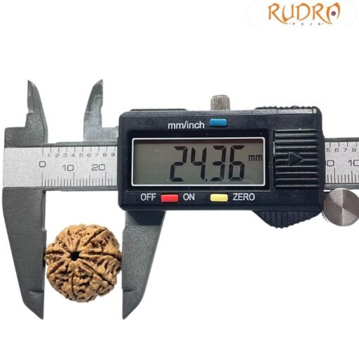 7 Mukhi Rudraksha 24.36 mm