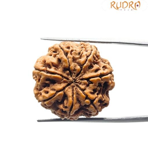 Sat Mukhi Rudraksh 23.55 MM