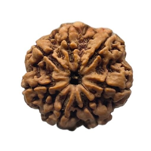 Sat Mukhi Rudraksh 23.55 MM