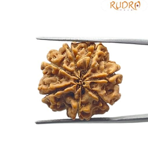 7 Mukhi Nepal Rudraksha (24.15 mm)