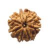 7 Mukhi Nepal Rudraksha (24.15 Mm)