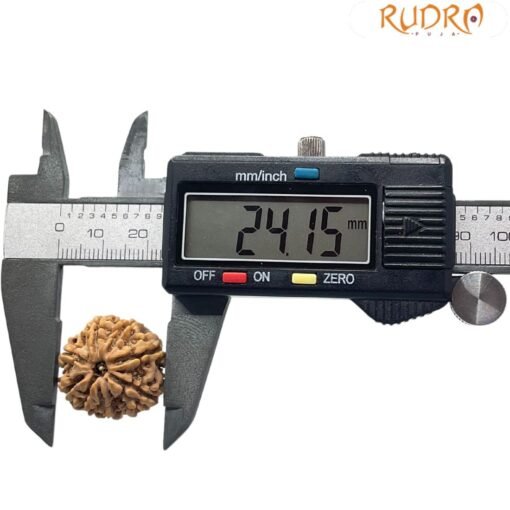 7 Mukhi Nepal Rudraksha (24.15 mm)