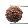 8 Mukhi Indonesian Rudraksha (20.55 Mm)