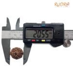 8 Mukhi Indonesian Rudraksha (20.55 Mm)