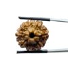 8 Mukhi Nepal Rudraksha - (20.32 MM)