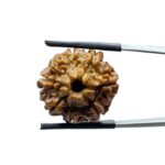 8 Mukhi Nepal Rudraksha - (20.32 MM)