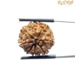 8 Mukhi Nepal Rudraksha - (20.32 MM)