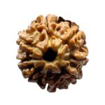 8 Mukhi Nepal Rudraksha - (20.32 MM)